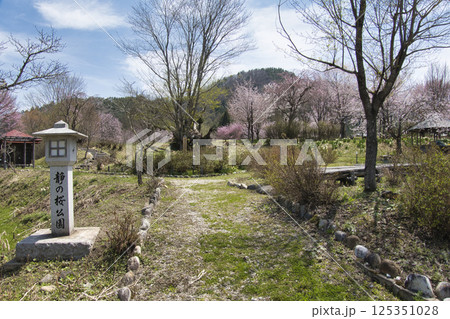 静の桜公園の満開の桜 長野県大町市 静の桜公園の満開の桜 長野県大町市 125351028