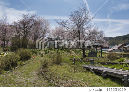 静の桜公園の満開の桜 長野県大町市 静の桜公園の満開の桜 長野県大町市 125351029