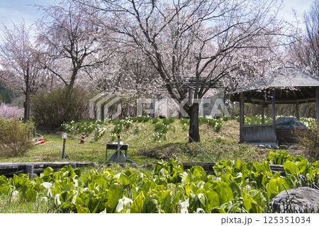 静の桜公園の満開の桜と水芭蕉　長野県大町市 125351034