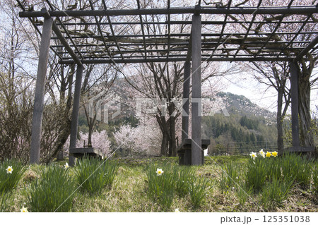 静の桜公園の満開の桜 長野県大町市 静の桜公園の満開の桜 長野県大町市 125351038