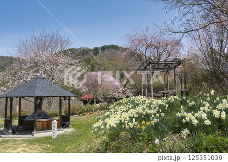 静の桜公園の満開の桜と水仙　長野県大町市 125351039