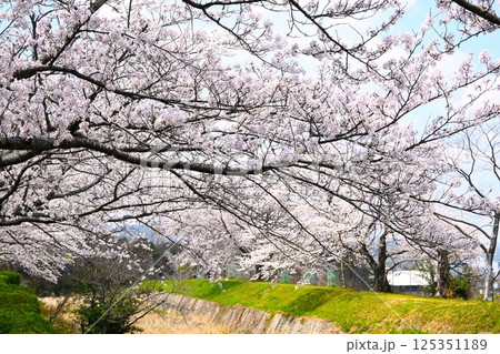川沿いのさくら 125351189