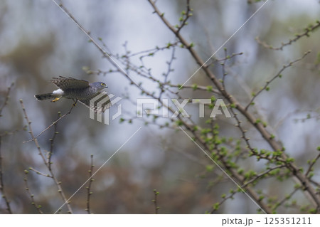 飛翔するツミ 125351211