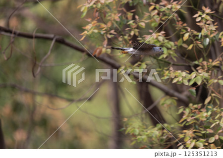 飛翔するツミ 125351213