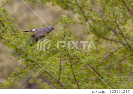 飛翔するツミ 125351217