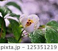 可憐に咲いた山芍薬 125351219