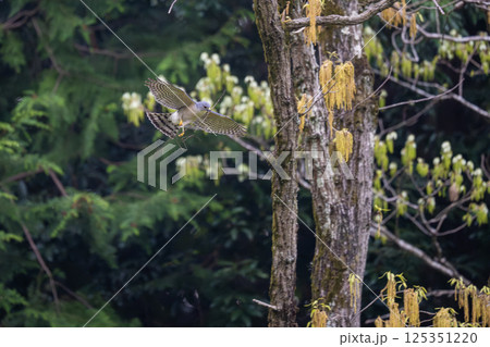 飛翔するツミ 125351220