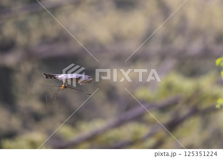 飛翔するツミ 125351224