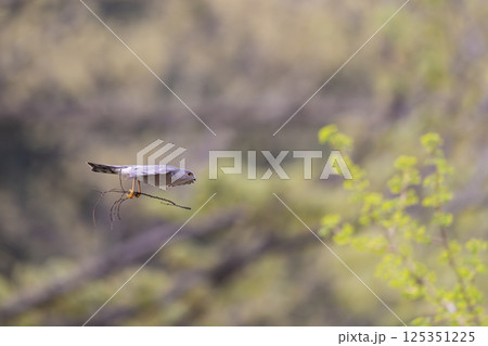 飛翔するツミ 125351225