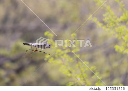 飛翔するツミ 125351226