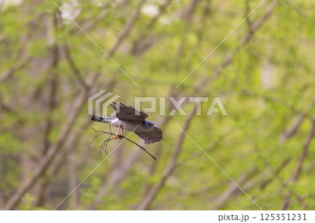 飛翔するツミ 125351231