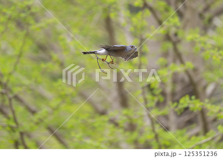 飛翔するツミ 125351236