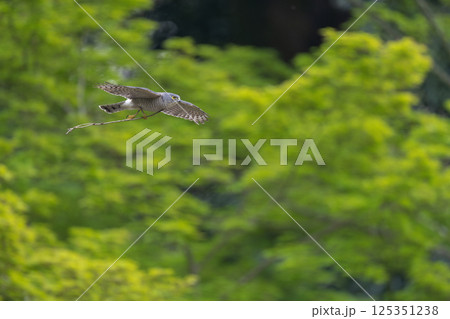 飛翔するツミ 125351238