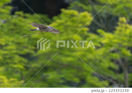 飛翔するツミ 125351239