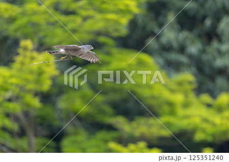 飛翔するツミ 飛翔するツミ 125351240