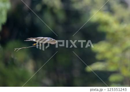 飛翔するツミ 125351243
