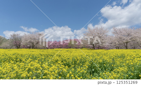 群馬県:赤城南面千本桜/桜と菜の花に青空のコピースペース/前橋市 群馬県:赤城南面千本桜/桜と菜の花に青空のコピースペース/前橋市 125351269