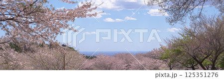 群馬県:赤城南面千本桜/桜の間に抜ける空と地平線/前橋市 群馬県:赤城南面千本桜/桜の間に抜ける空と地平線/前橋市 125351276