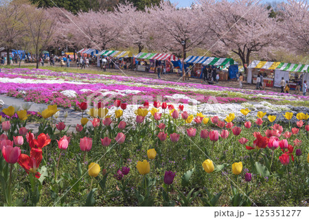 群馬県：赤城南面千本桜まつりの風景をバックにしたチューリップ／前橋市 125351277