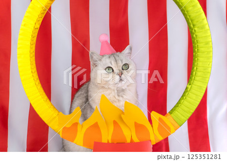 Cute gray cat with pink hat posing in front of circus-themed fire hoop Cute gray cat with pink hat posing in front of circus-themed fire hoop 125351281