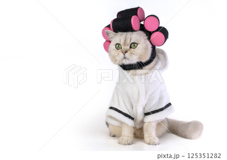 Cat wearing bathrobe and hair curlers on white background 125351282