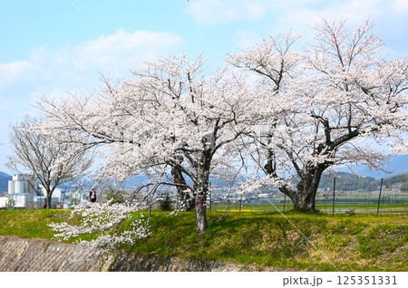 川沿いの桜 川沿いの桜 125351331