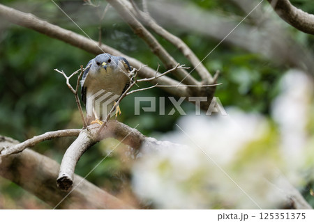 ツミの枝折り 125351375