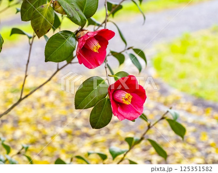 ヤブツバキの赤い花 ヤブツバキの赤い花 125351582