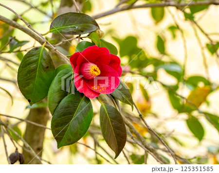 ヤブツバキの赤い花 ヤブツバキの赤い花 125351585