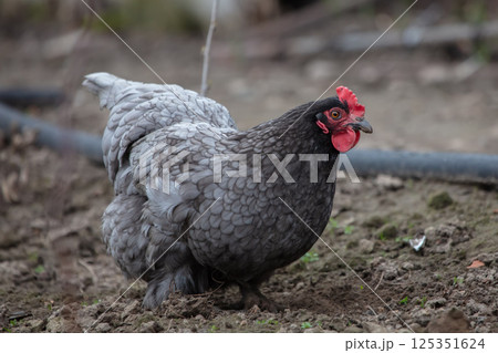 A black chicken walks on the ground. A black chicken walks on the ground. 125351624
