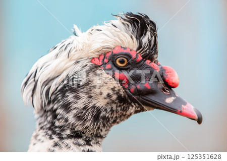 Close-up of a Muscovy duck's head in profile. 125351628