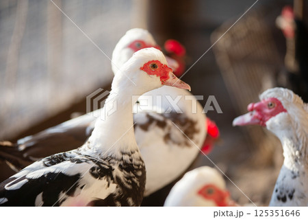 Birds on the farm. Close-up of Muscovy ducks. 125351646