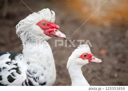 Birds on a farm. Two Muscovy ducks against the background of the earth. Birds on a farm. Two Muscovy ducks against the background of the earth. 125351650