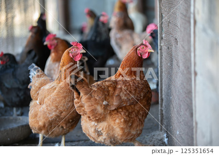 A chicken is standing in a yard next to a hose. The chicken is brown and black with a red beak 125351654