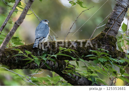 枝にとまって休憩中のツミ 枝にとまって休憩中のツミ 125351681