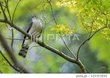 枝にとまって休憩中のツミ 125351691