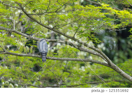 枝にとまって休憩中のツミ 125351692