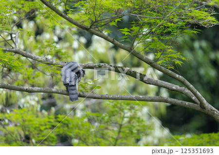枝にとまって休憩中のツミ 125351693