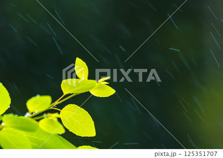 新緑カツラに小糠雨 125351707