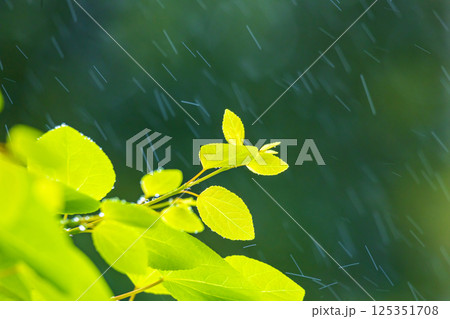 新緑カツラに小糠雨 新緑カツラに小糠雨 125351708
