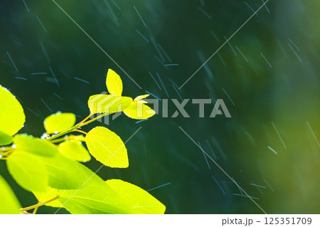 新緑カツラに小糠雨 125351709