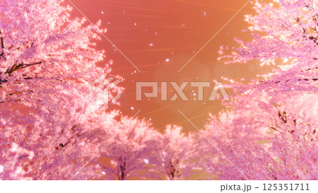 桜並木と桜吹雪/夕桜 桜並木と桜吹雪/夕桜 125351711