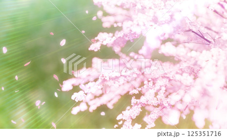 見下ろした桜と草原と桜吹雪/昼 見下ろした桜と草原と桜吹雪/昼 125351716