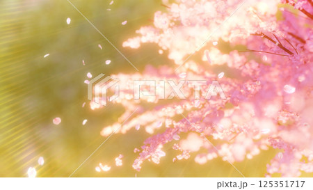 見下ろした桜と草原と桜吹雪/夕桜 見下ろした桜と草原と桜吹雪/夕桜 125351717