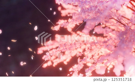 見下ろした桜と草原と桜吹雪/夜桜 見下ろした桜と草原と桜吹雪/夜桜 125351718