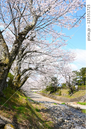 川沿いのさくら 125351725