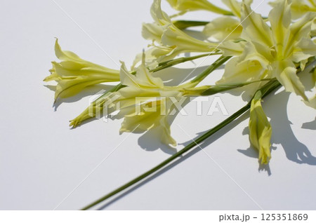 クリーム色の春咲きグラジオラスの花束　  125351869