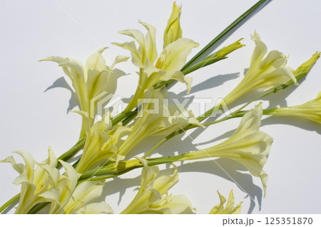 クリーム色の春咲きグラジオラスの花束 クリーム色の春咲きグラジオラスの花束 125351870