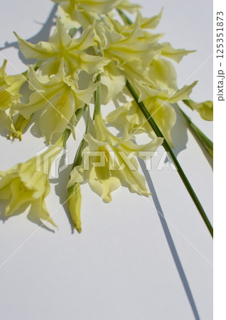 クリーム色の春咲きグラジオラスの花束　 125351873