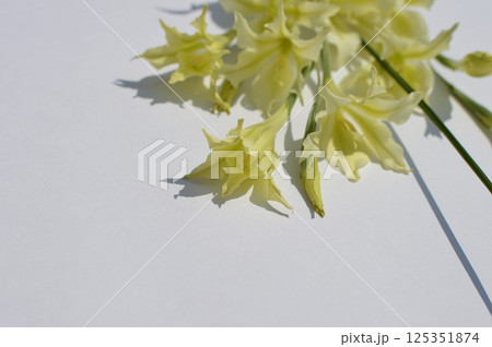 クリーム色の春咲きグラジオラスの花束　 125351874